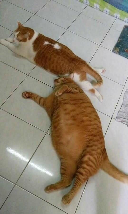 猫和猫吃瓜视频在线观看,猫咪吃瓜欢乐时光