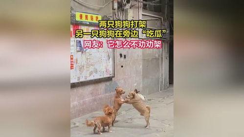 狗狗打架吃瓜视频大全集,趣味十足的视频大全集