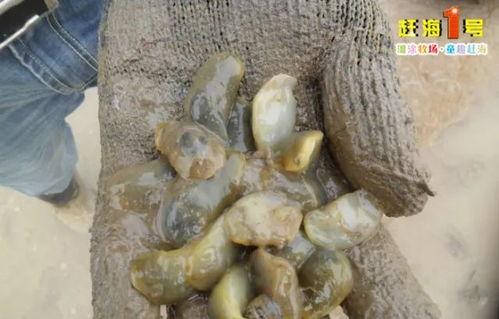 刘大瓜吃鲍螺做法视频,家常鲍螺做法视频教程