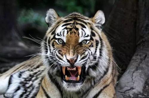 三只老虎吃瓜视频大全下载,趣味横生的欢乐时光回顾