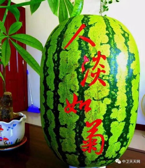 硒砂瓜为什么很耐吃呢视频,营养与口感的双重魅力