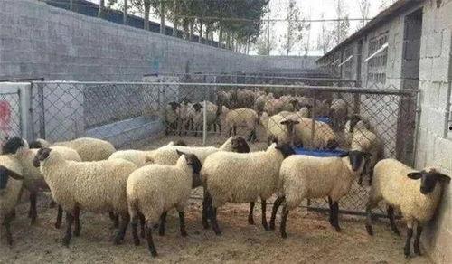 吃蜜瓜喂羊视频教程,轻松学会甜蜜喂养技巧