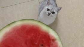 猫咪吃瓜西瓜视频,吃瓜视频萌翻网友