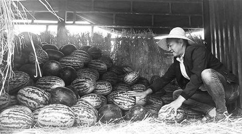 贺州吃瓜群众事件视频曝光,视频曝光揭示惊人真相