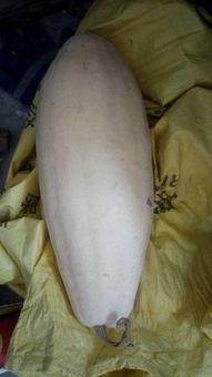 第一次吃大白瓜视频