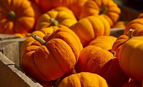 蓝瓜老了怎么吃最好吃视频,老蓝瓜这样做，美味升级！