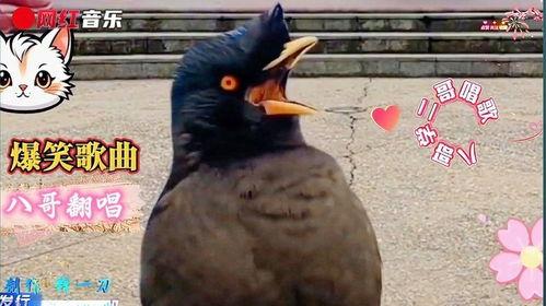 八哥吃瓜搞笑视频大全,笑料横生欢乐无限