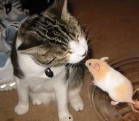 带你吃瓜搞笑动物视频下载,笑料横生！带你一睹搞笑动物视频下载风采