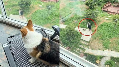 狗子吃瓜看人吵架了视频,吃瓜表情萌翻网友