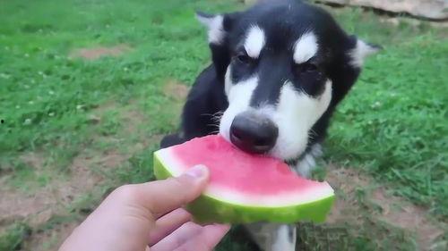 狗吃瓜的方式视频,萌态百出，瓜果飘香