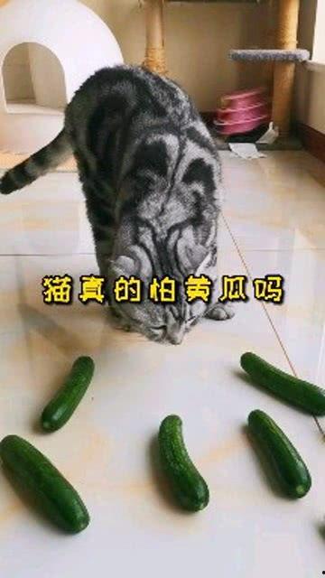 吃瓜猫的下场视频