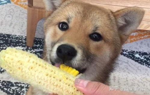 小狗可以吃烧瓜吗视频播放,视频揭示真相